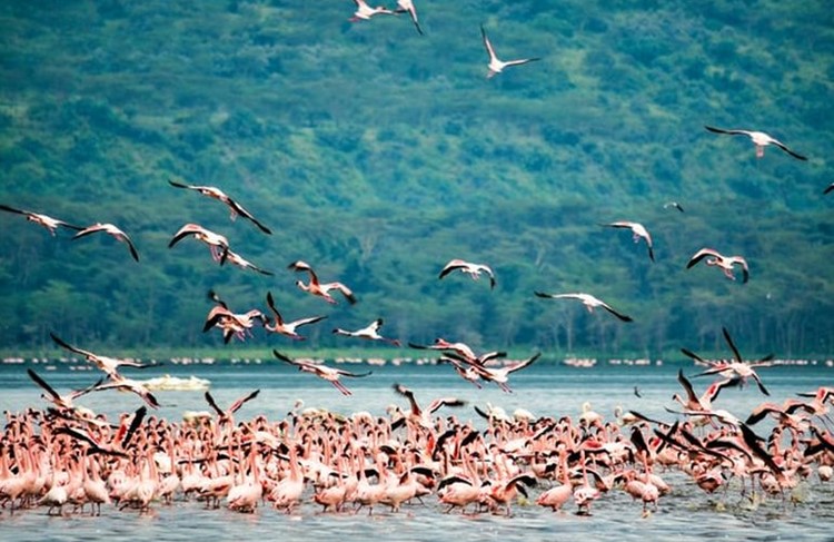 photo of Best of Southern Tanzania Drive-in Safari